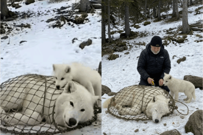 ¡UN MILAGRO EN LA NIEVE! Un pequeño lobo ártico luchando contra el tiempo para salvar a su madre… y un anciano —su ángel guardián— que lo ayudó a lograr lo imposible.