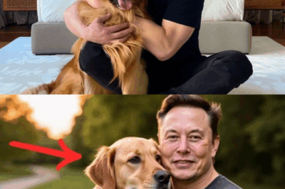 Elon Musk enciende la web con un impactante anuncio: invertirá 20 millones de dólares para construir un ‘paraíso’ dedicado a rescatar perros callejeros, prometiendo amor y un hogar a miles de cachorros abandonados.
