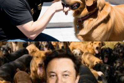 El acto conmovedor de Elon Musk: El inspirador acto de bondad de Elon Musk, desde rescatar a un perro hasta donar 10 millones de dólares para ayuda animal. Veamos qué significado ha tenido este dinero.