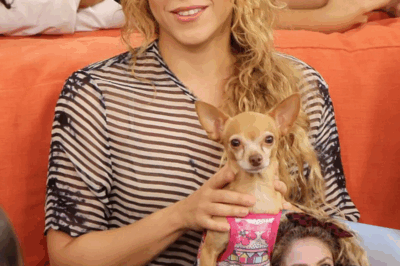 “UN MOMENTO INOLVIDABLE” La estrella latina Shakira subió las redes sociales con un impactante anuncio: invertirá 20 millones de dólares para construir un “paraíso” dedicado exclusivamente a rescatar perros callejeros, prometiendo amor y un hogar para millas de cachorritos abandonados.