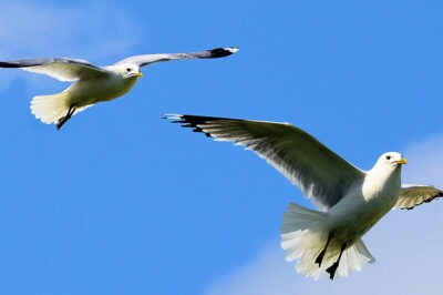 Voló entre humo y llamas al escuchar la voz del amor de su vida, pero lo que encontró al final dejó a todos con el corazón encogido