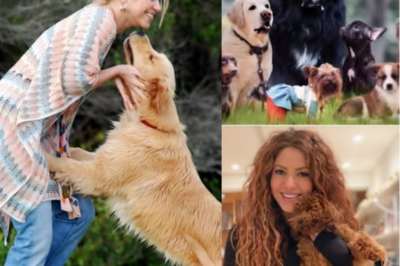 Shakira compró un refugio de perros que estaba al borde del cierre, pero lo que hizo después realmente dejó a todos asombrados. No lo hizo por fama ni por reconocimiento. Shakira no solo salvó un refugio, sino que también les dio a 47 perros una segunda oportunidad. Antes de irse, dejó algo que dejó al dueño del refugio completamente sorprendido e incrédulo.