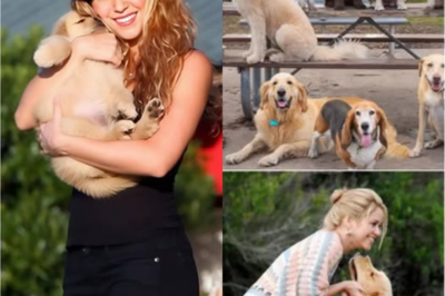 INCREÍBLE: Shakira se entera de un refugio de animales sin fondos, dona dinero al instante y cambia para siempre la vida de 47 perros con una sorprendente decisión.